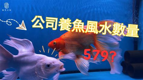 魚 數量|養對魚數：財運滾滾來